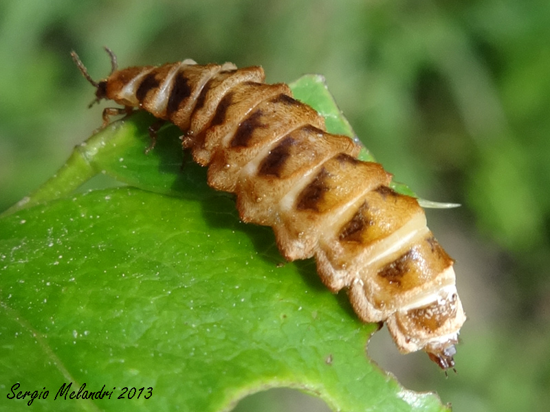 Drilus flavescens femmina